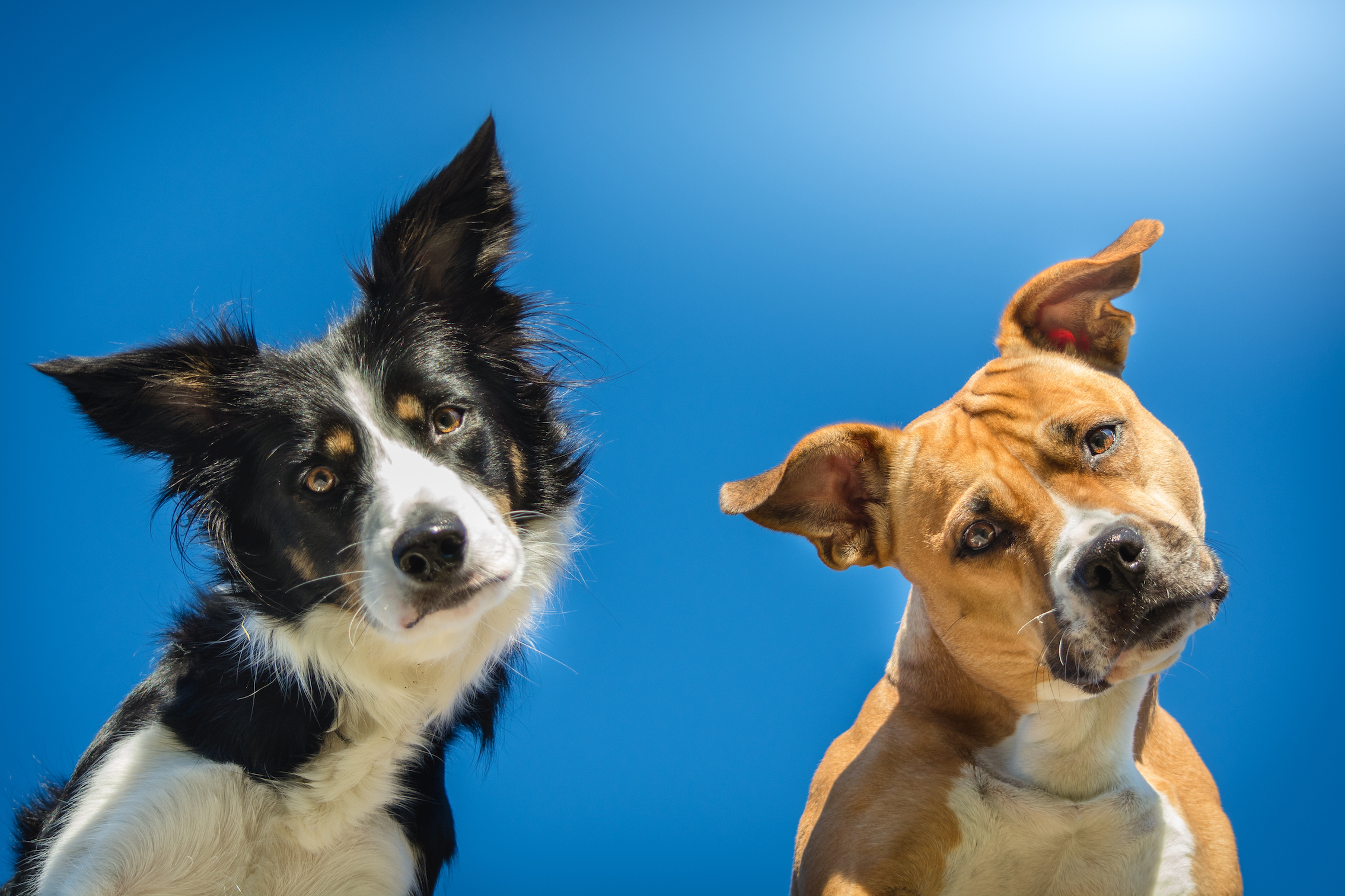 Vinnarbilden med hundarna Tyra och Zoya. Foto: Jeanette Nordahl