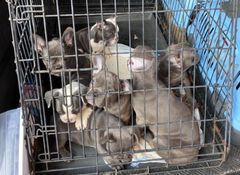 Sju franska bulldogs-valpar som smugglades in från Polen till Ystad. Samtliga avlivades av veterinär. Foto: Tullverket