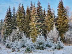 Foto: Anita Lundmark/Länsstyrelsen i Dalarnas län