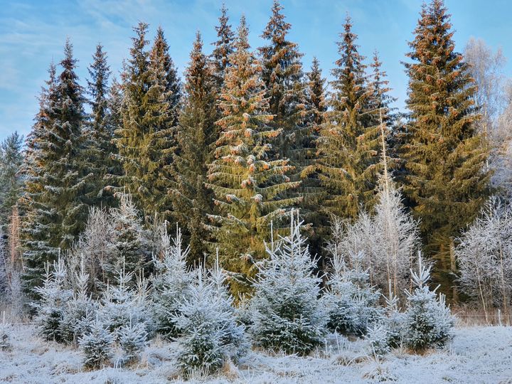 Foto: Anita Lundmark/Länsstyrelsen i Dalarnas län