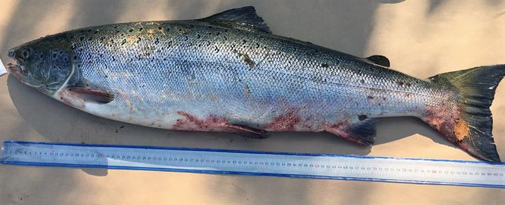 Lax med hudblödningar. Foto: Mörrums kronolaxfiske. Samtliga bifogade bilder får fritt användas i anslutning till publicering av pressmeddelandet.