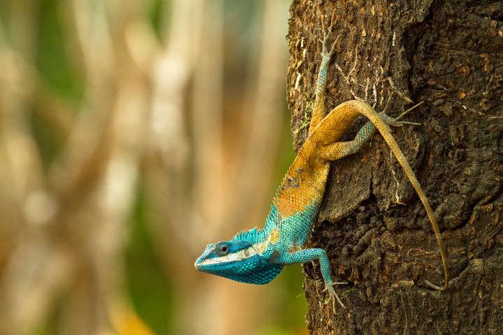Den kambodjanska blåfärgade agamödlan, Calotes Goetzi ändrar färg som en försvarsmekanism. Foto: Henrik Bringsoe