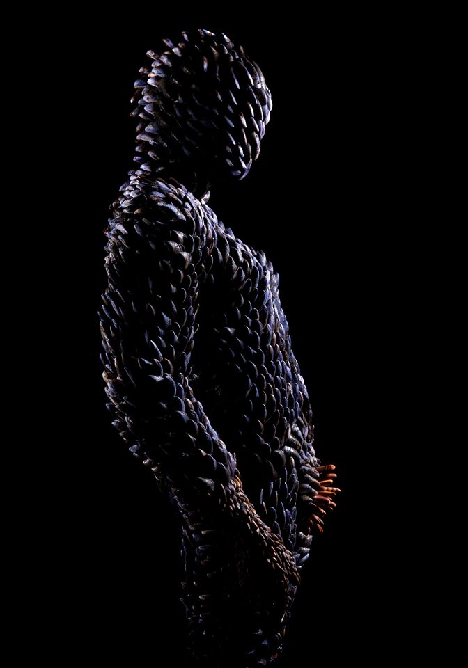 Aquanauts Conchea hyacinthum