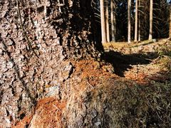 Brunt borrmjöl längst ner vid stammen är ett tidigt tecken på angrepp av granbarkborre. Foto: Jan Torstensson, Skogsstyrelsen.