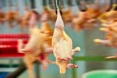 Bild från ett kycklingslakteri. Foto: shutterstock/Lucian Coman