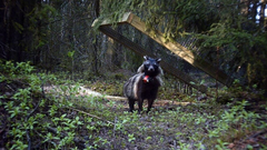 Ett fåtal mårdhundar har släppts i södra och mellersta Sverige för att kartlägga om djuren finns i naturen. Foto Mårdhundsprojektet