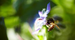 Majoriteten av pollenallergiker är beredda att göra sitt för den biologiska mångfalden, även om det innebär ökade symtom som rinnande näsa eller kliande ögon. Bild: Arla