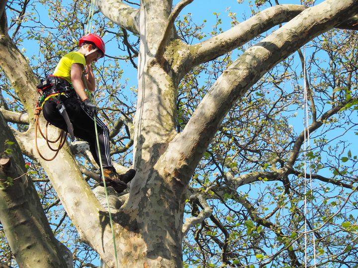 Klättrande arborister har ofta sin arbetsplats högt upp i trädkronorna och arbetar med vård och beskärning av träd i stadsnära miljöer. 