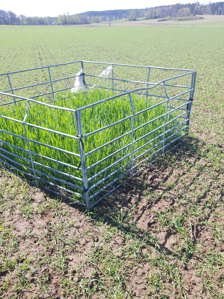 Viltskadorna kan vara avgörande för om en bonde har råd att producera mat. Genom att sätta ut burar på fälten kan man se hur mycket viltskador man har på sin åkermark.
