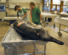 Nabbval-obduktion-1-SVA-foto-Erik-Agren