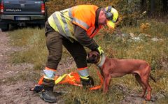 Många jägare hjälper till med eftersök när någon trafikant råkat ut för en viltolycka. Foto: Svenska Jägareförbundet