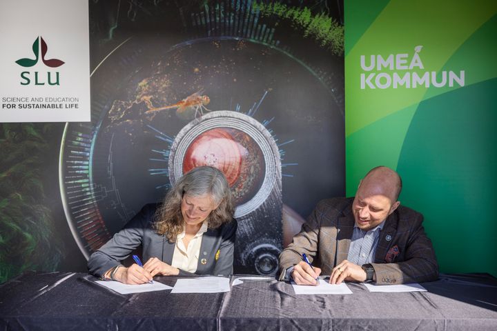 Maria Knutson Wedel, rektor vid Sveriges lantbruksuniversitet och Hans Lindberg (S), kommunstyrelsens ordförande, Umeå kommun, undertecknar samverkansavtal. Foto: Fredrik Larsson.