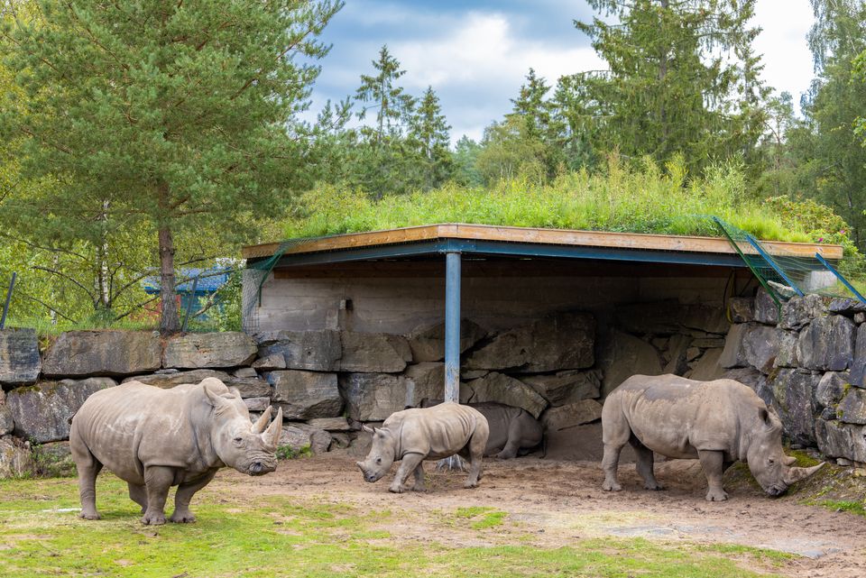 Dödsolyckan i Ölands Djurpark del av större mönster med