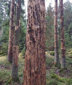 Träd angripna av granbarkborre i Götaland. Foto: Mats Carlén, Skogsstyrelsen