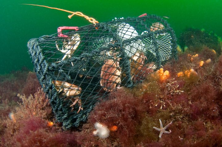 Krabbor fångade i en spökfiskande hummertina i Kosterhavets nationalpark. Foto: Tobias Dahlin