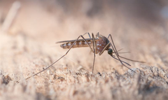 Culex pipiens 300ppi