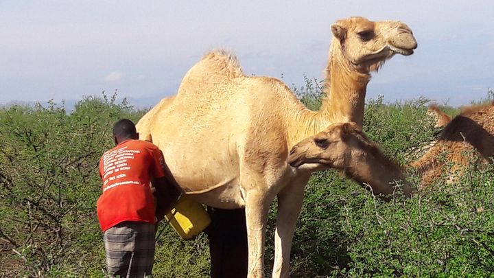 I Kenya kallas kamelens mjölk för öknens vita guld.