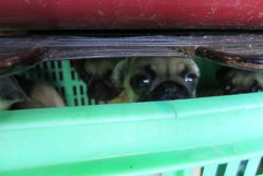 Hundsmugglingen fortsätter öka. Under förra året stoppades 280 hundar vid Sveriges gränser. Foto: Tullverket