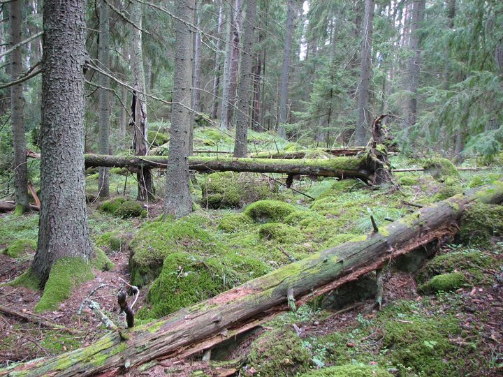 Skog med höga naturvärden. Foto: Mattias Sparf, Skogsstyrelsen (Bilden får användas fritt i samband med rapportering om den här nyheten.)