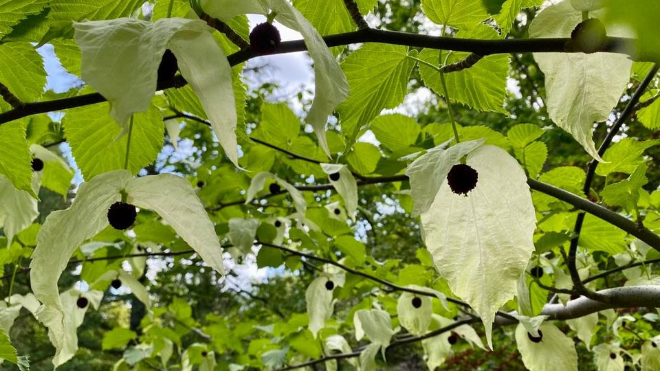 Näsduksträdet i Botaniska