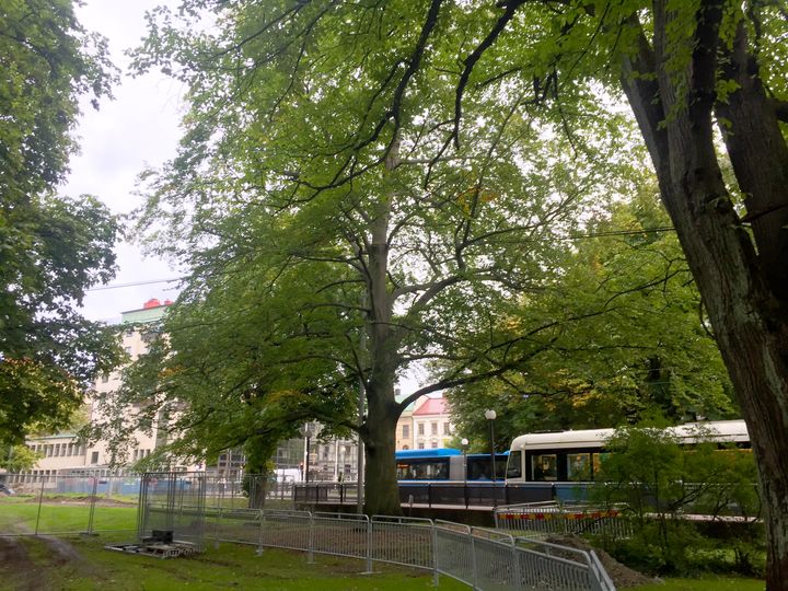 Boken i Kungsparken. Foto: Göteborgs Stad