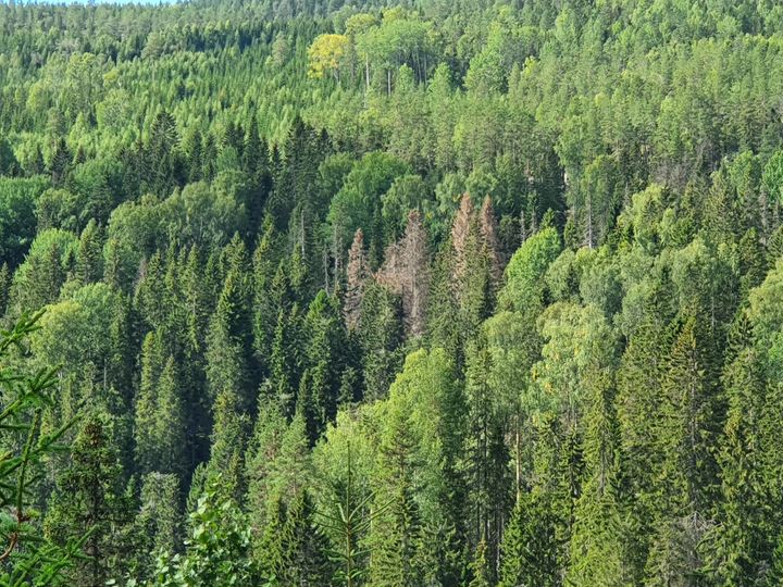 Rödbruna barr är ett tydligt tecken på barkborreangrepp, här i ett område i Västernorrland som drabbats hårt. Foto: Magnus Martinsson, Skogsstyrelsen (Bilden får användas fritt i samband med rapportering om den här nyheten.)