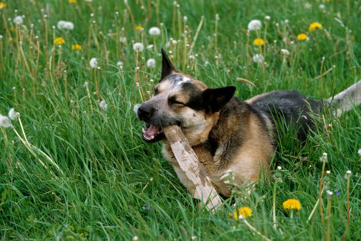 Australian cattledog gnager på pinne i gröngräset. OBS! Denna hund har ingenting med SARS CoV-2 att göra! Foto: Bengt Ekberg/SVA