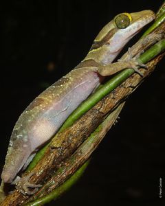 Cyrtodactylus kulenensis