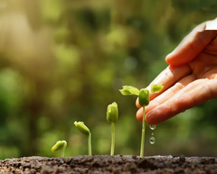 Konstverket VÄXande vill ställa frågor som: ”Hur hjälper du din själ att växa?”