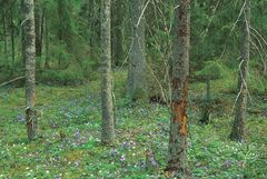 Skogsstyrelsen kan nu åter bilda områdesskydd och sköta skyddade områden. Foto: Johan Nitare