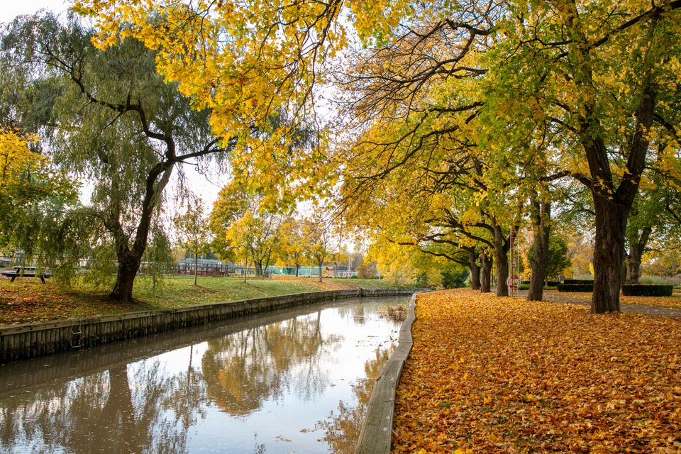 Höst i parken