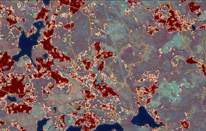 Så här ser riskindexkartan ut i karttjänsterna på Skogsstyrelsens hemsida. Där kan skogsägaren se detaljerade kartor över var risken för angrepp är som störst. Ju mörkare färg desto högre risk. Karta: Skogsstyrelsens karttjänster