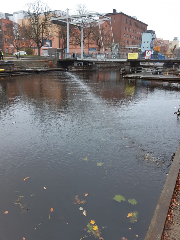 Bubbelbarriären löper diagonalt över ån. I borte änden samlas skräpet upp. Foto: Uppsala Kommun