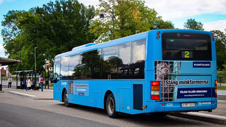 Annonser mot minkfarmer är återigen uppe på bussar i Skara. Foto: Djurrättsalliansen