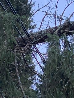 Vädersäkring gör skillnad. Ledningen är i drift men träden måste ändå bort så snart som möjligt. Foto: E.ON