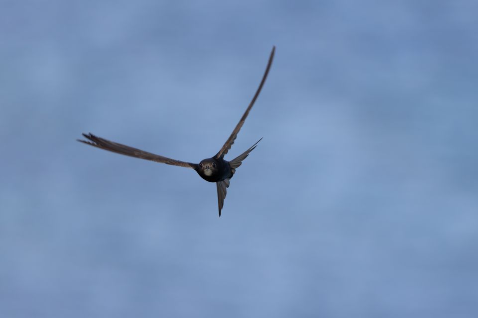 Tornseglare_fyren_27_juni__Gabriel_Säll