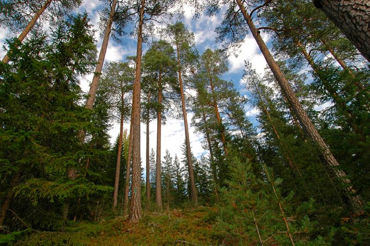 Bild från kyrkreservatet fuskåsskogen. Foto: Jim Elfström