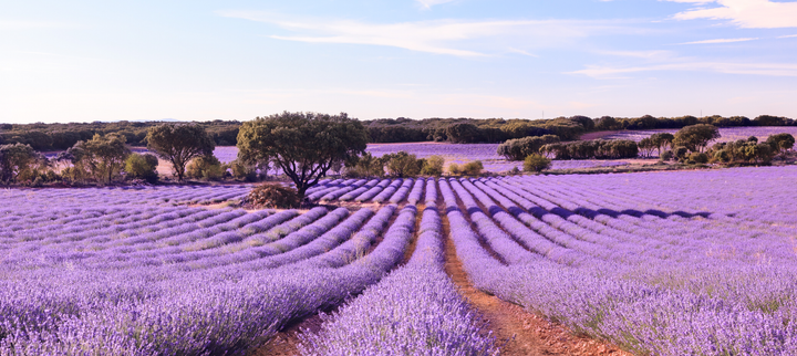 Lavendel i Brihuega (Guadalajara) / Shutterstock.