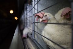 Nästan 1 miljon hönor hålls i burar i Sverige. Men nu är det dags för politikerna att släppa taget om buren, menar Djurens Rätt.