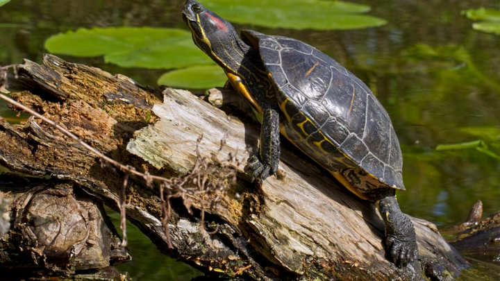 Vattensköldpaddor har upptäckts i vattendrag i mellersta och södra Sverige. Men eftersom de inte hör hemma i den svenska naturen ska de utrotas. Foto från www.nobanis.org, fotograf Henrik Bingsøe