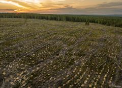 Naturskyddsföreningen ställer ut fotografen Marcus Westbergs bilder av den svenska skogen för att ge en mer sanningsenlig bild till EU:s skogsdirektörer.