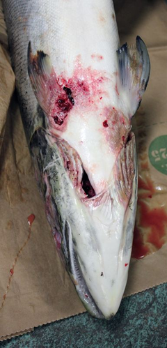 Lax svampangripen-1 300