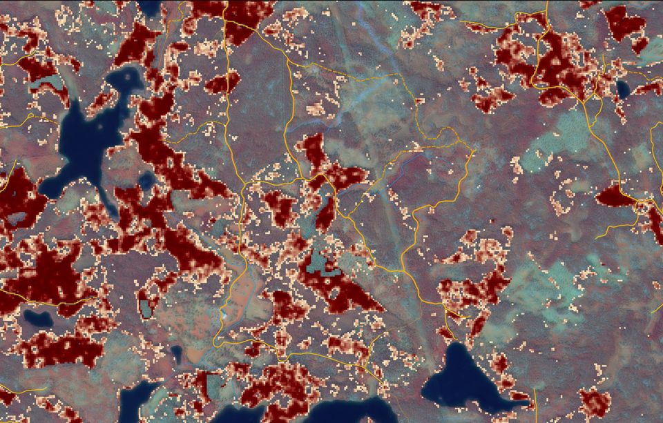 Karta visar var det finns risk för granbarkborre i Jämtland