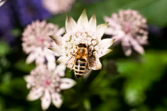 Bi på blomma. Foto av Jenny Hallström.
