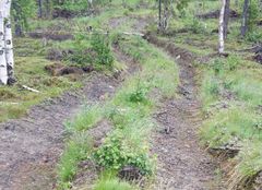 En skogsväg som dragits över en fornlämning. Foto: AnnKristin Unander, Skogsstyrelsen