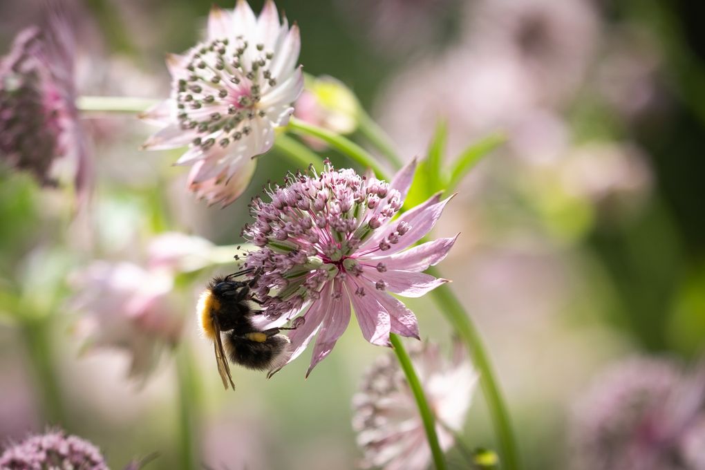 Lunds stift vill bidra till blommande kantzoner som gynnar bland annat bin och humlor. Foto: Magnus Aronson/Ikon