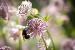 Lunds stift vill bidra till blommande kantzoner som gynnar bland annat bin och humlor. Foto: Magnus Aronson/Ikon