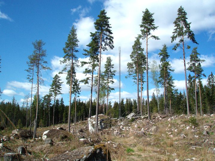 Skogsstyrelsen har uppmärksammat och korrigerat felaktig statistik när det gäller skattningar av hur mycket träd, högstubbar och lågor som skogsägaren lämnar på det avverkade området. Foto: Josefina Sköld