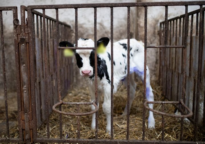 Kalvar i mjölkindustrin skiljs från sin mamma kort efter födseln och hålls därefter i burar. Foto: Compassion in World Farming.
