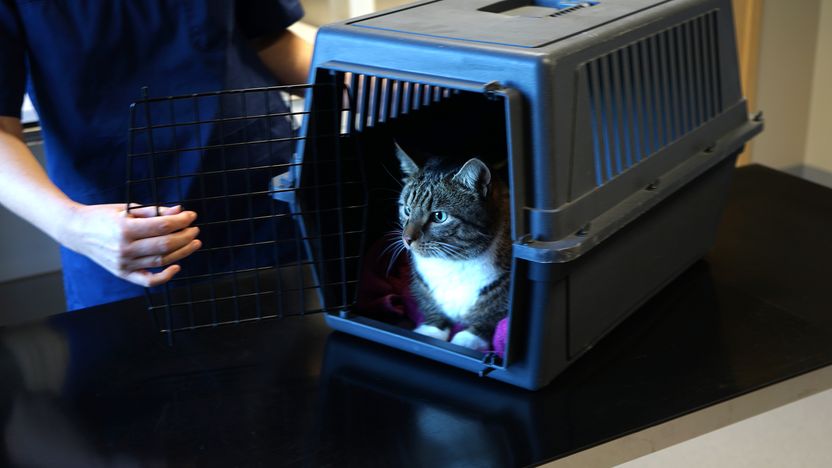 Fler nya djurägare under pandemin ökar belastningen på djursjukvården